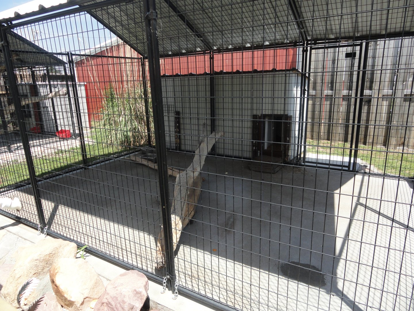 African Crested Porcupine Exhibit