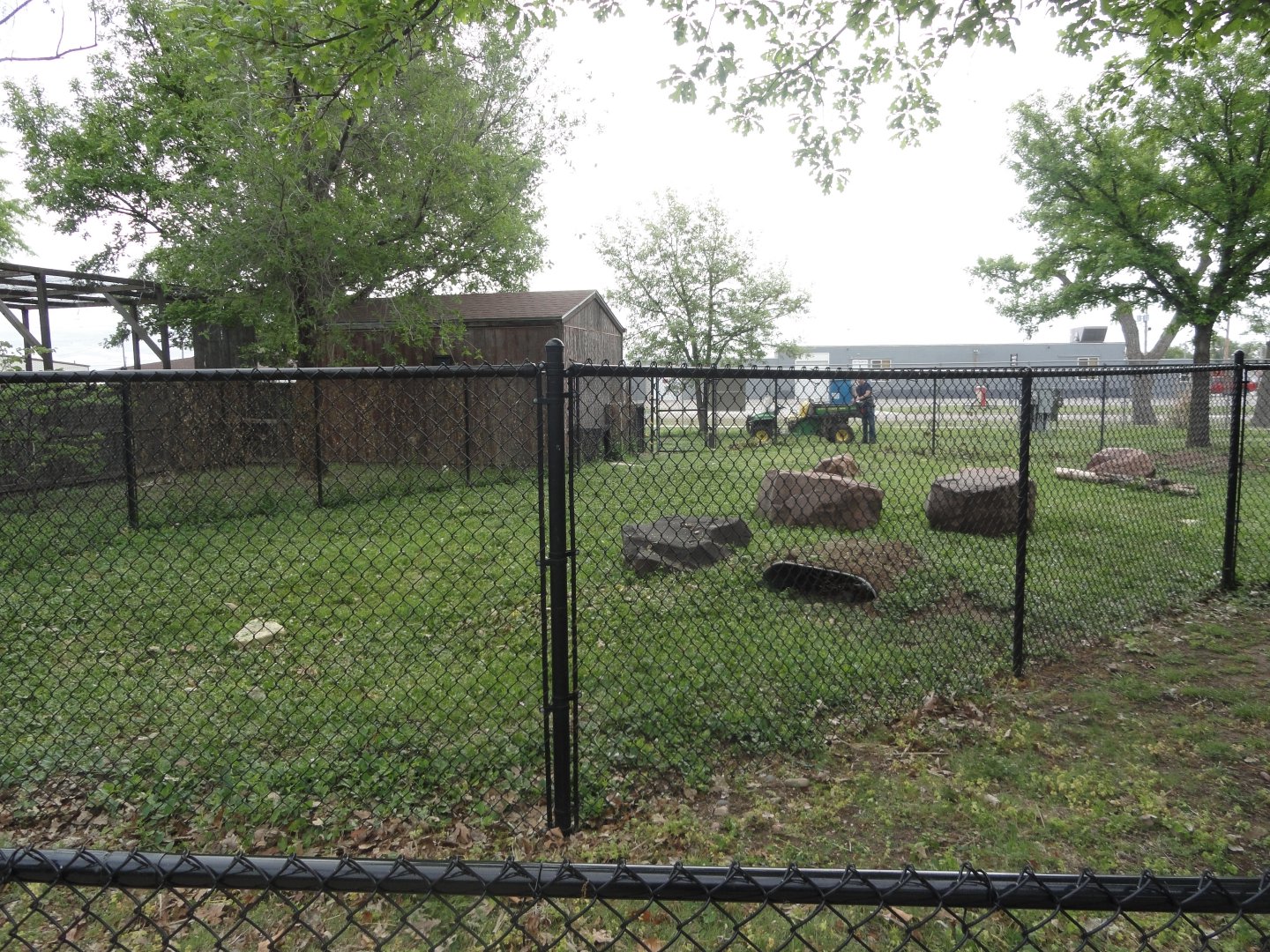 African Crested Porcupine Exhibit