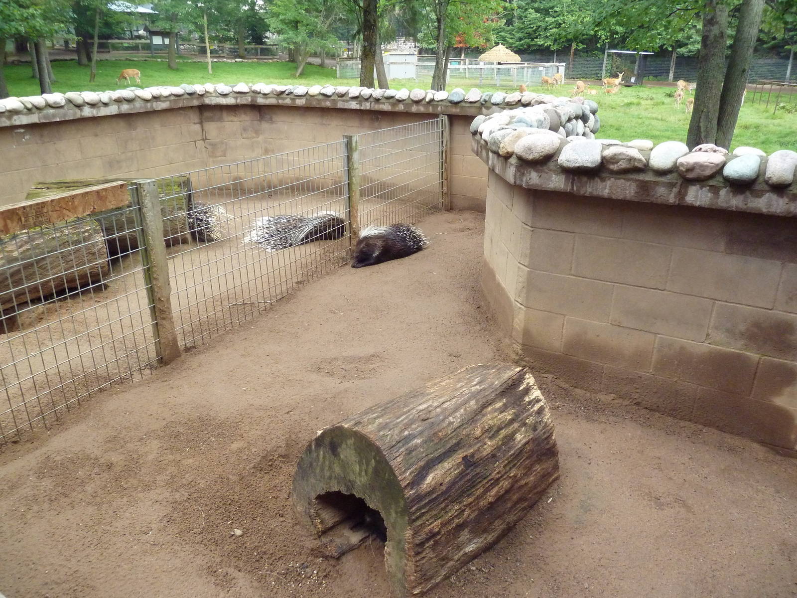 African Crested Porcupine Exhibits