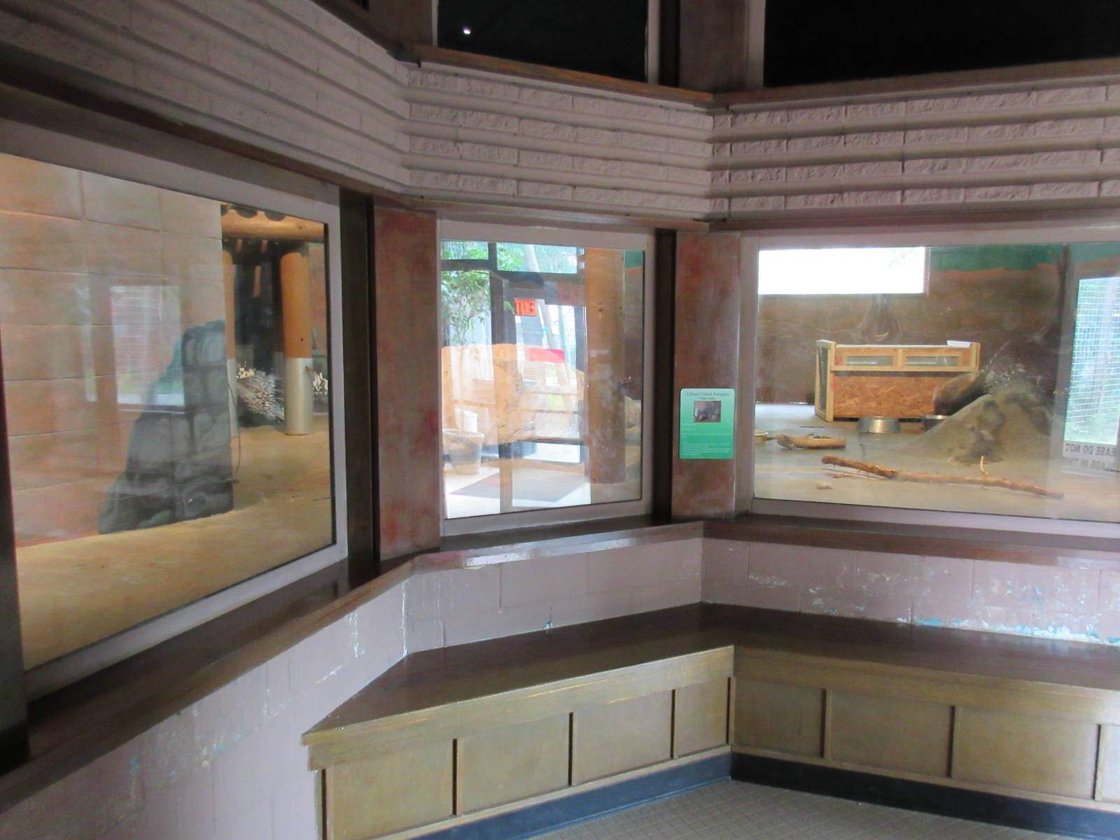 African Crested Porcupine Exhibits