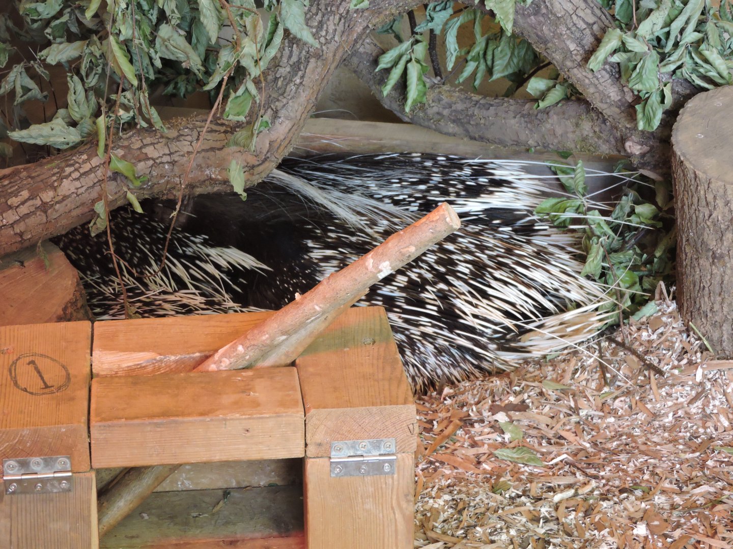 African Crested Porcupine Family