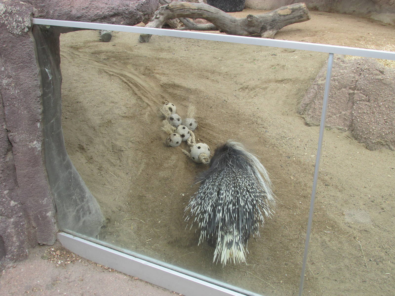 African Crested Porcupine Glass View
