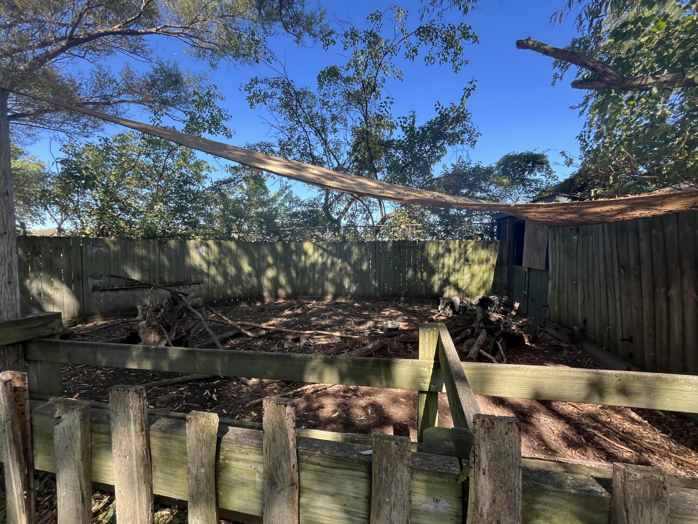 African Crested Porcupine Habitat