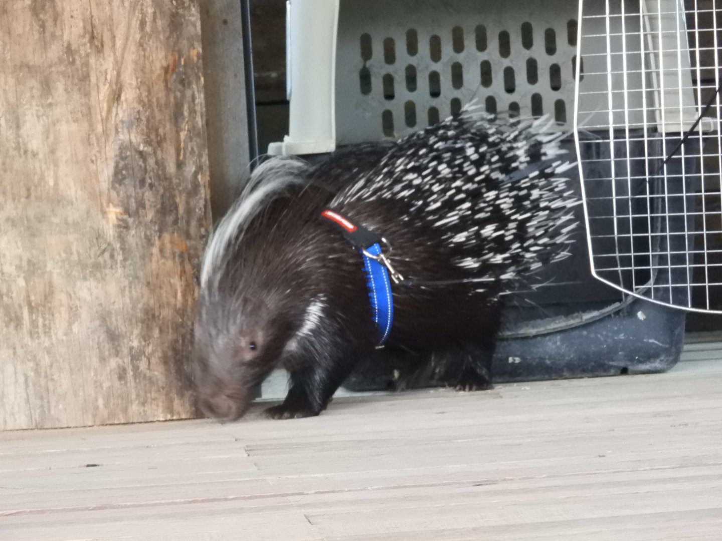 African Crested Porcupine (Hystrix africaeaustralis)