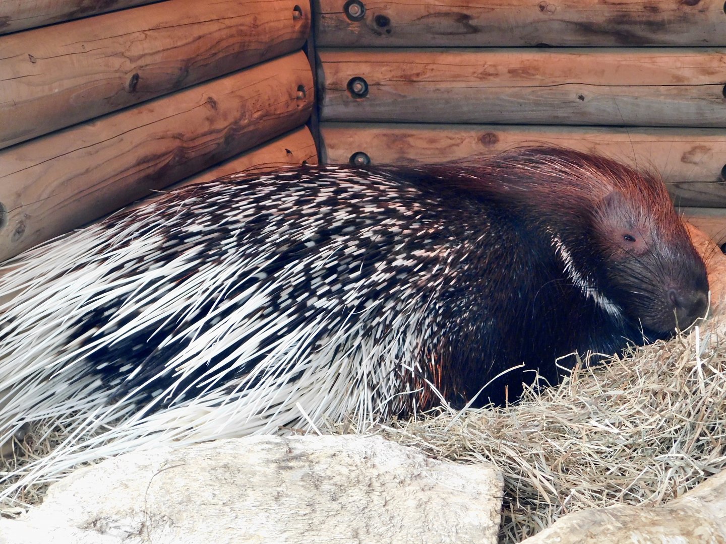 African Crested Porcupine (Hystrix cristata) March 15, 2025