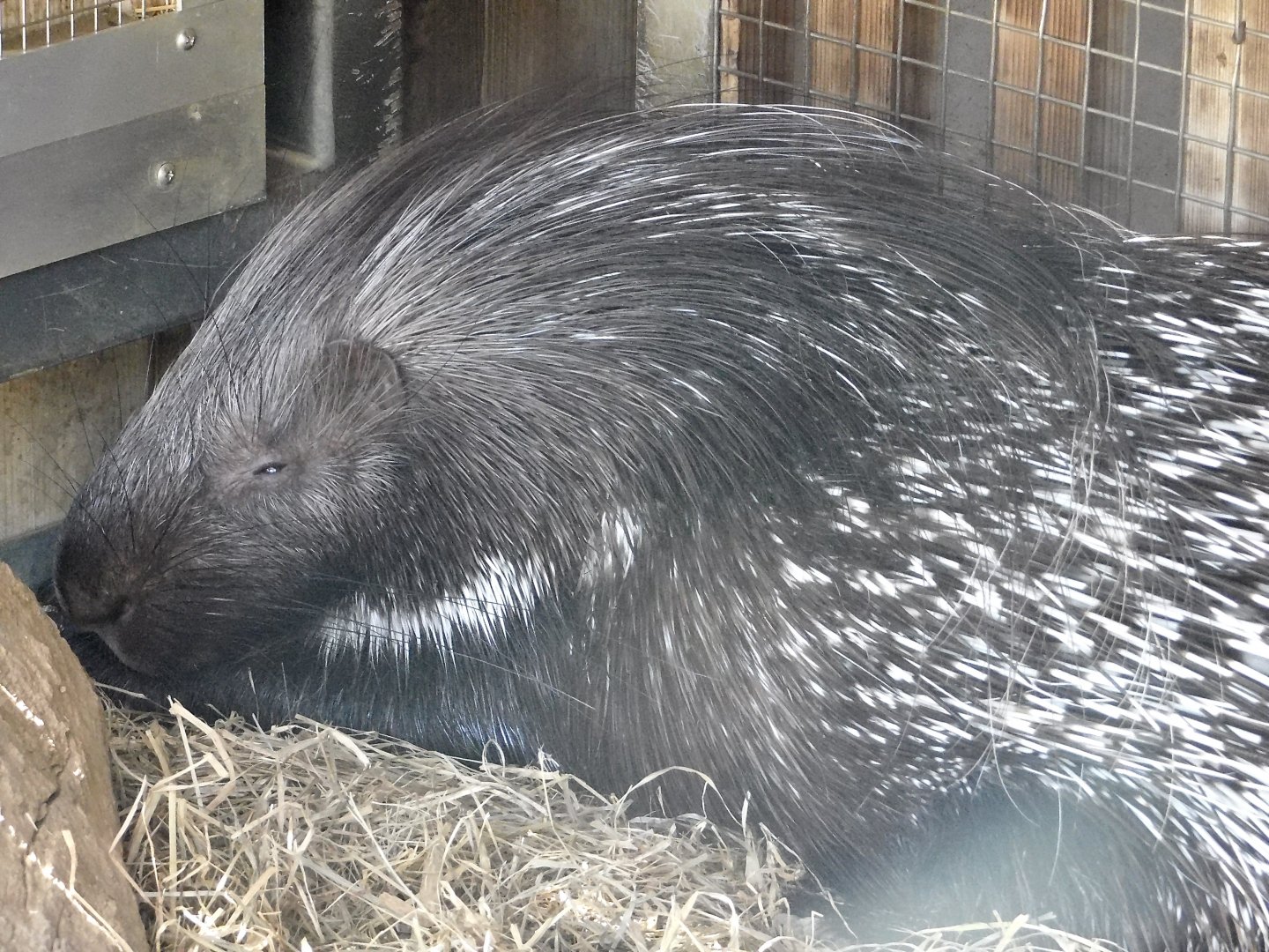 African Crested Porcupine (Hystrix cristata) October 18, 2025