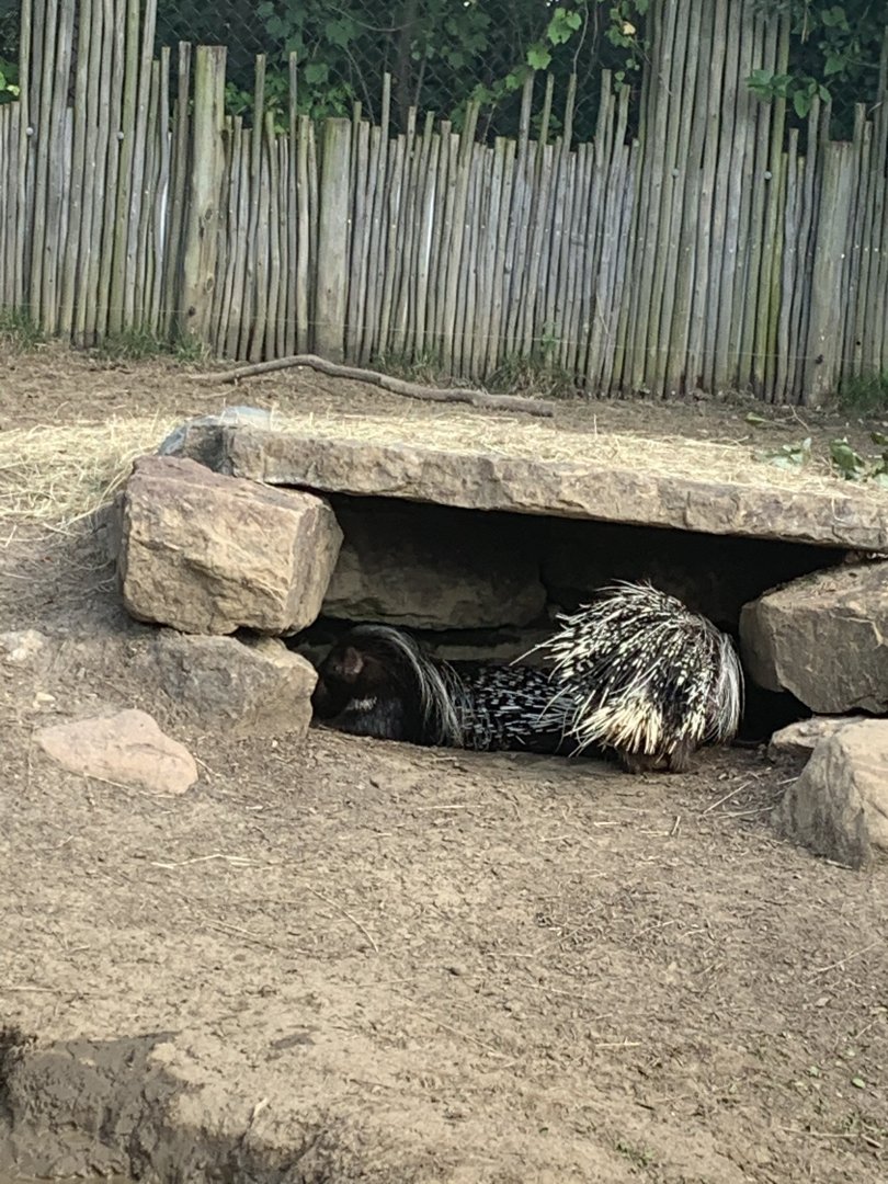 African Crested Porcupine (Hystrix cristata)