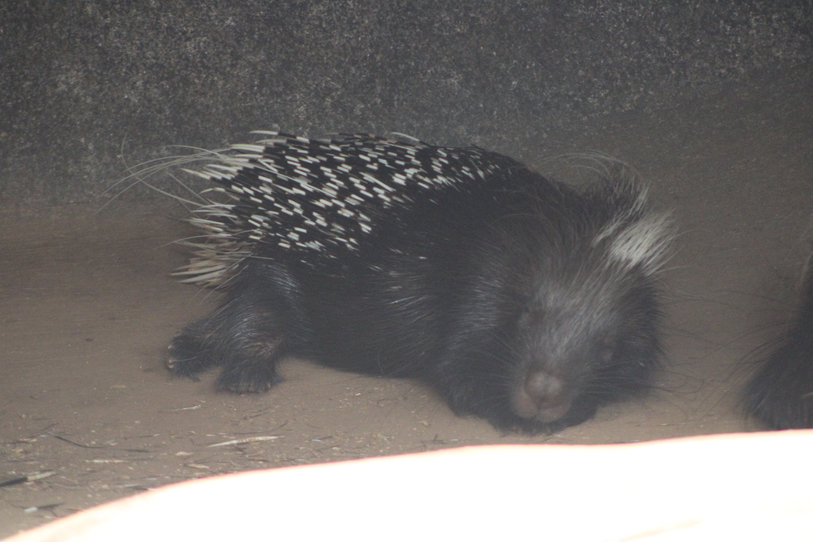 African Crested Porcupine (Hystrix cristata)