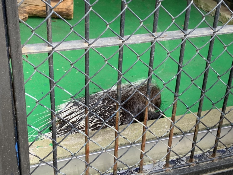 African crested porcupine (Hystrix cristata)