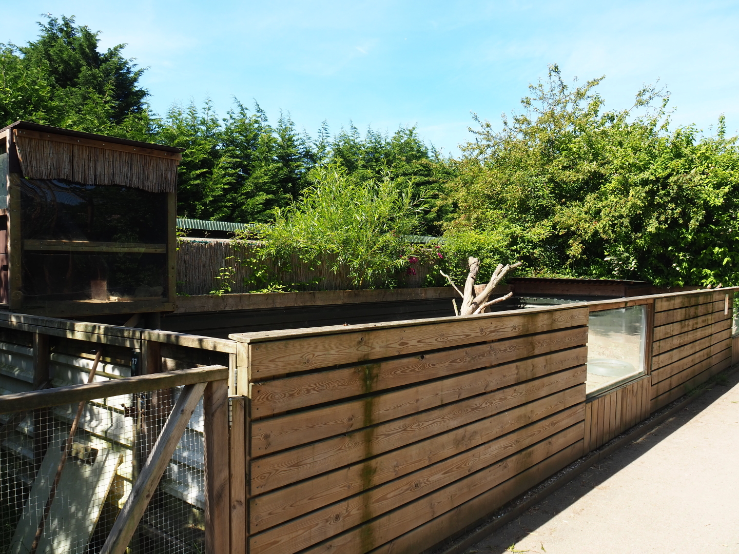 African crested porcupine - Meerkat exhibit, 2019-06-01