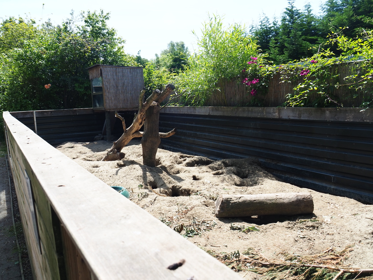 African crested porcupine - Meerkat exhibit, 2019-06-01