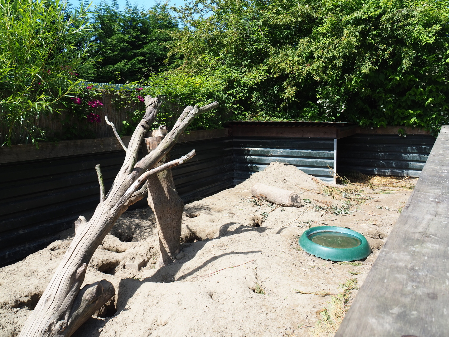 African crested porcupine - Meerkat exhibit, 2019-06-01