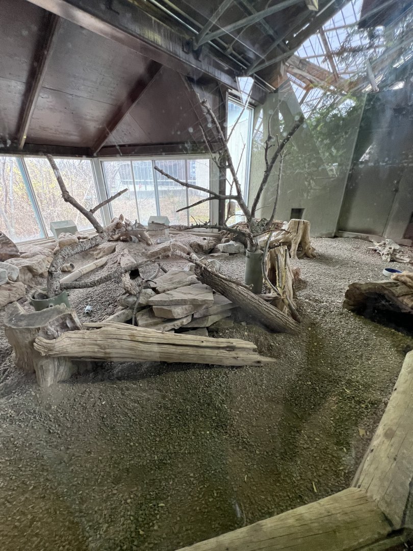 African Crested Porcupine/Meerkat Exhibit