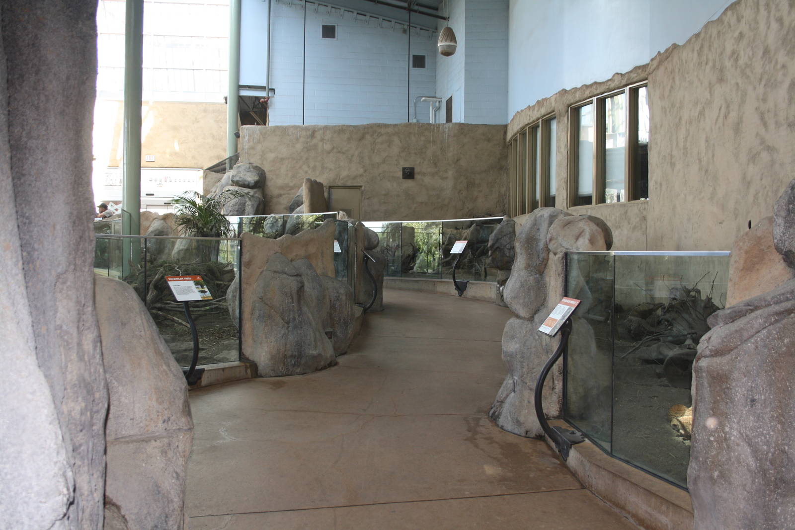 African Crested Porcupine + Meerkat Exhibits