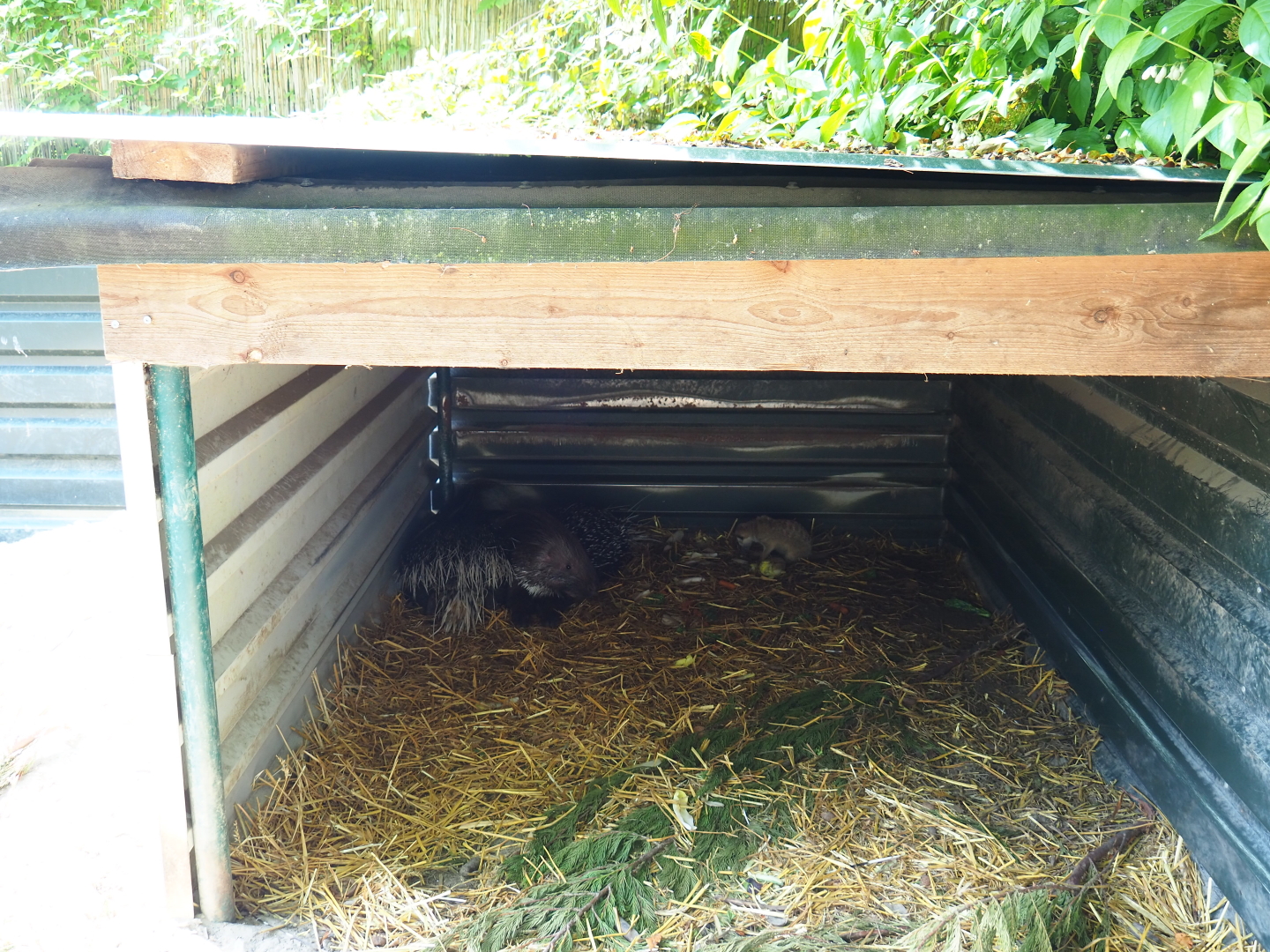 African crested porcupine - Meerkat shelter, 2019-06-01