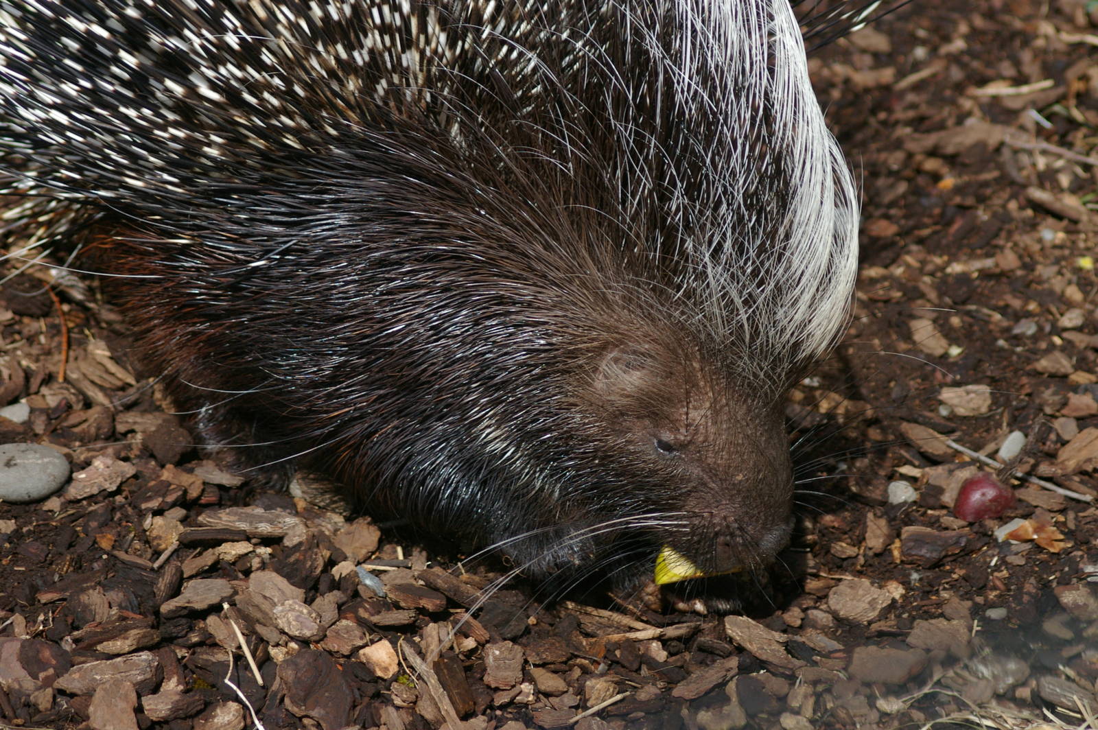 African crested porcupine, Orana Park