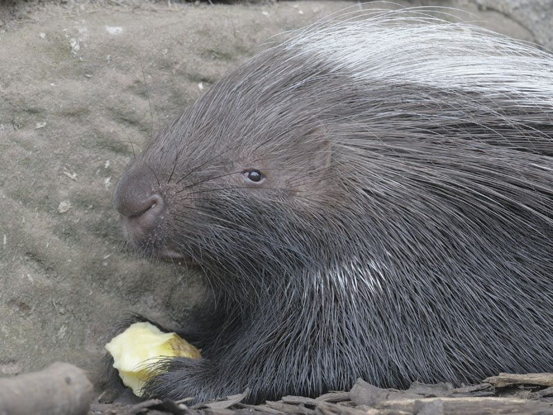 African crested porcupine plus potato