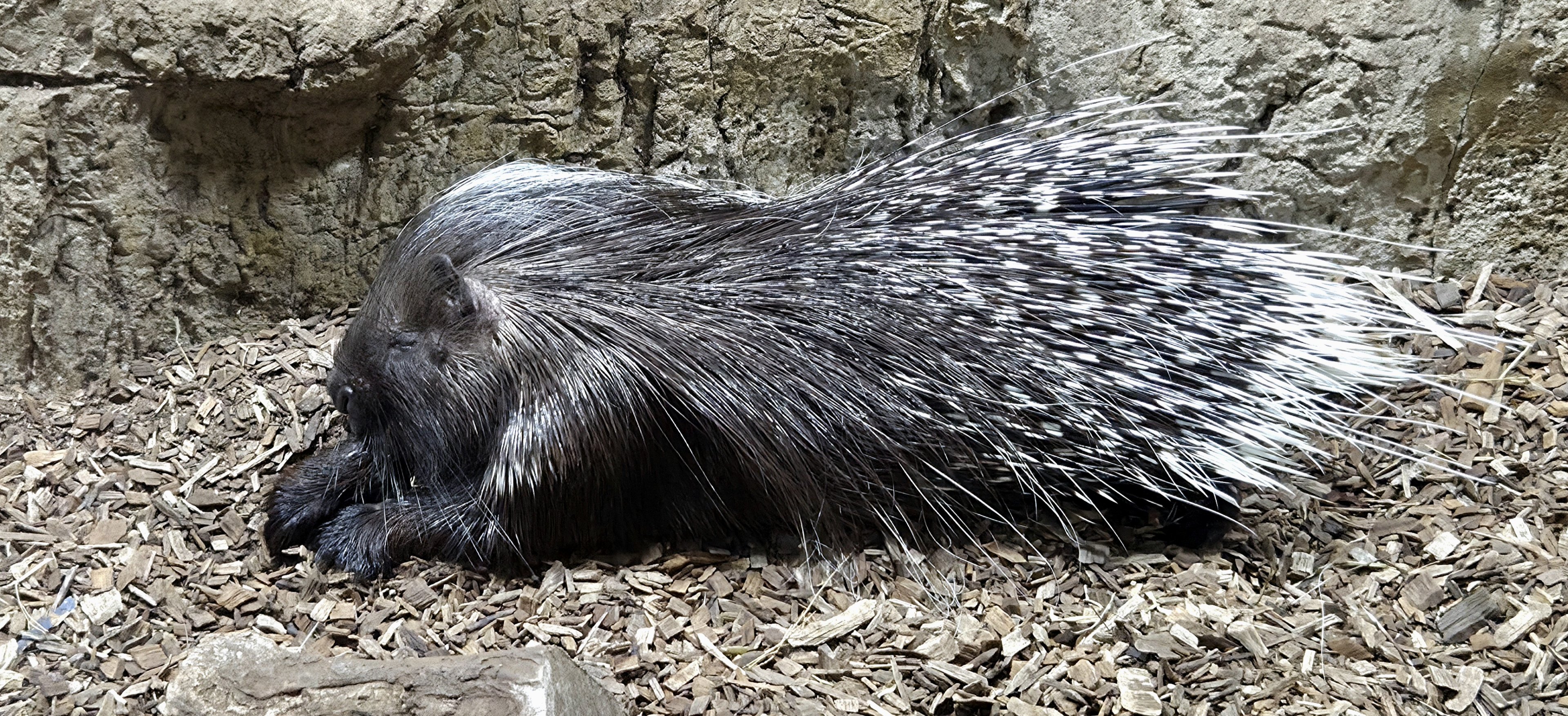 African Crested Porcupine - Rainforest Adventures