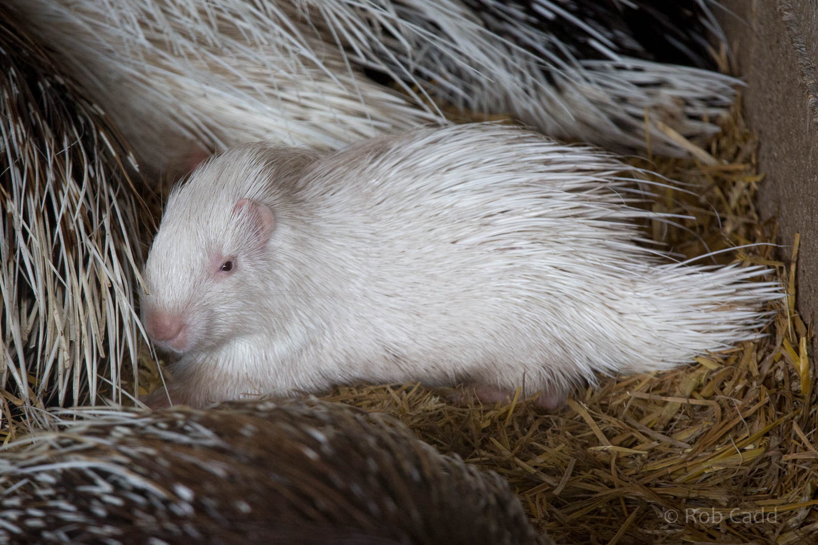 African crested porcupine : Wingham : 13 Oct 2014