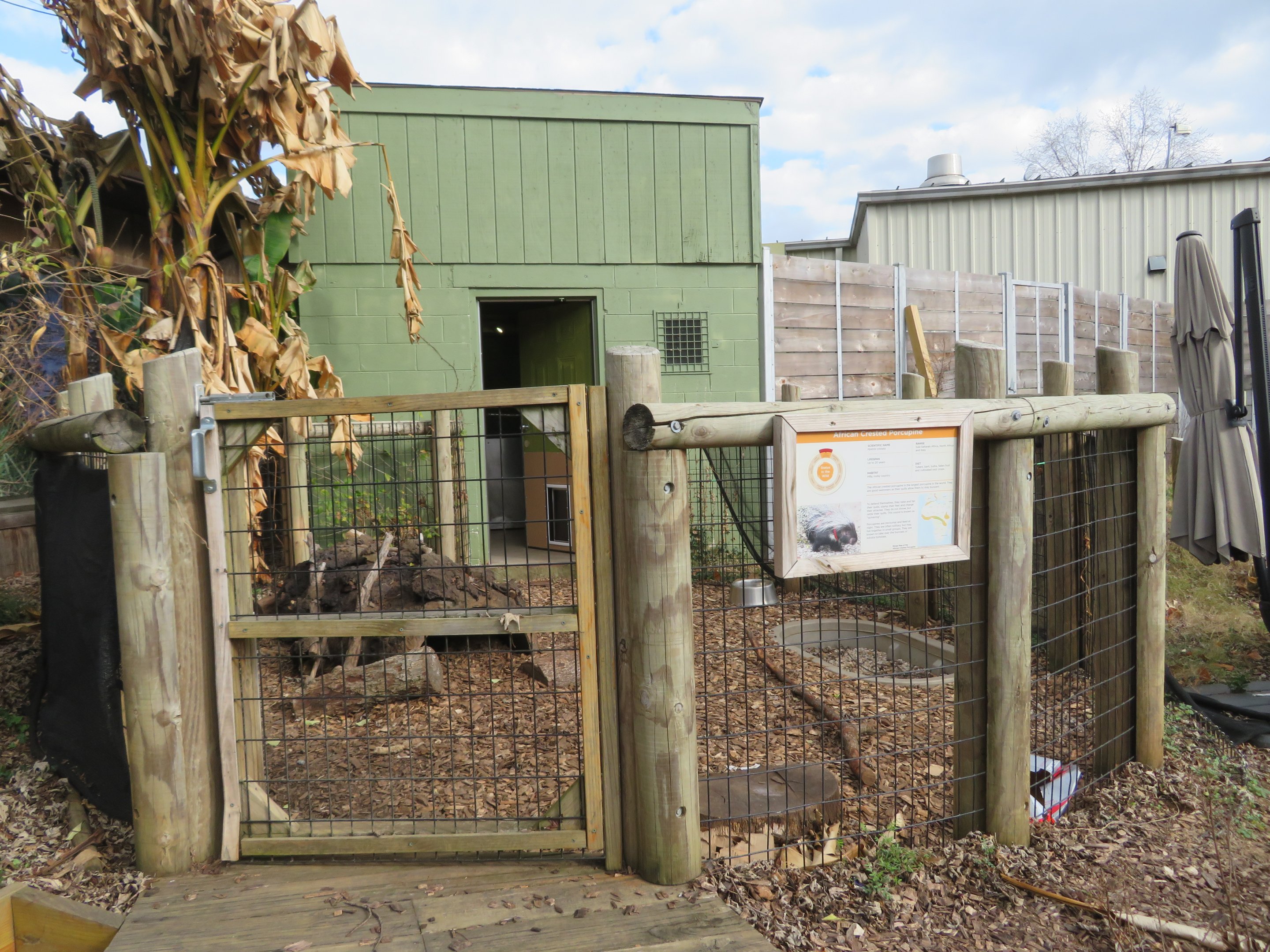 African Crested Porcupine Yard