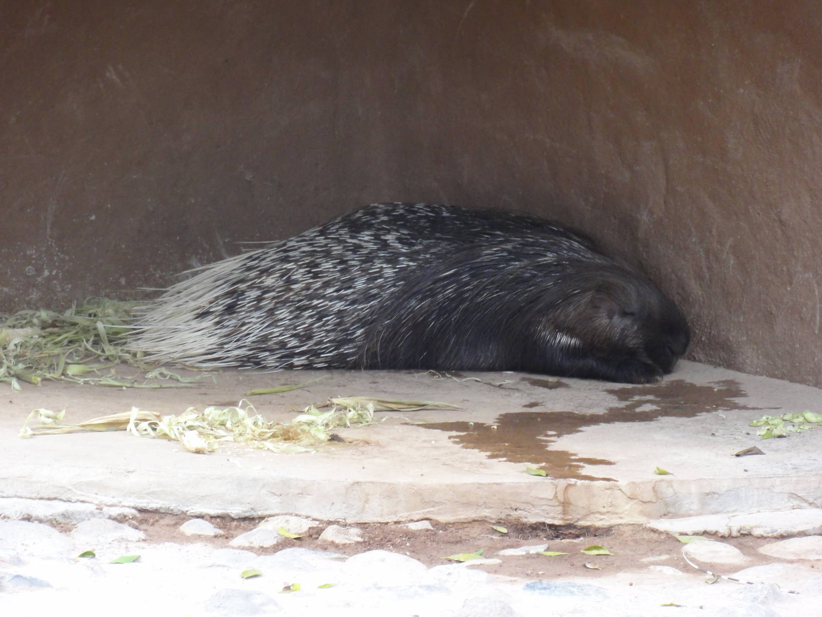 African Crested Porcupine