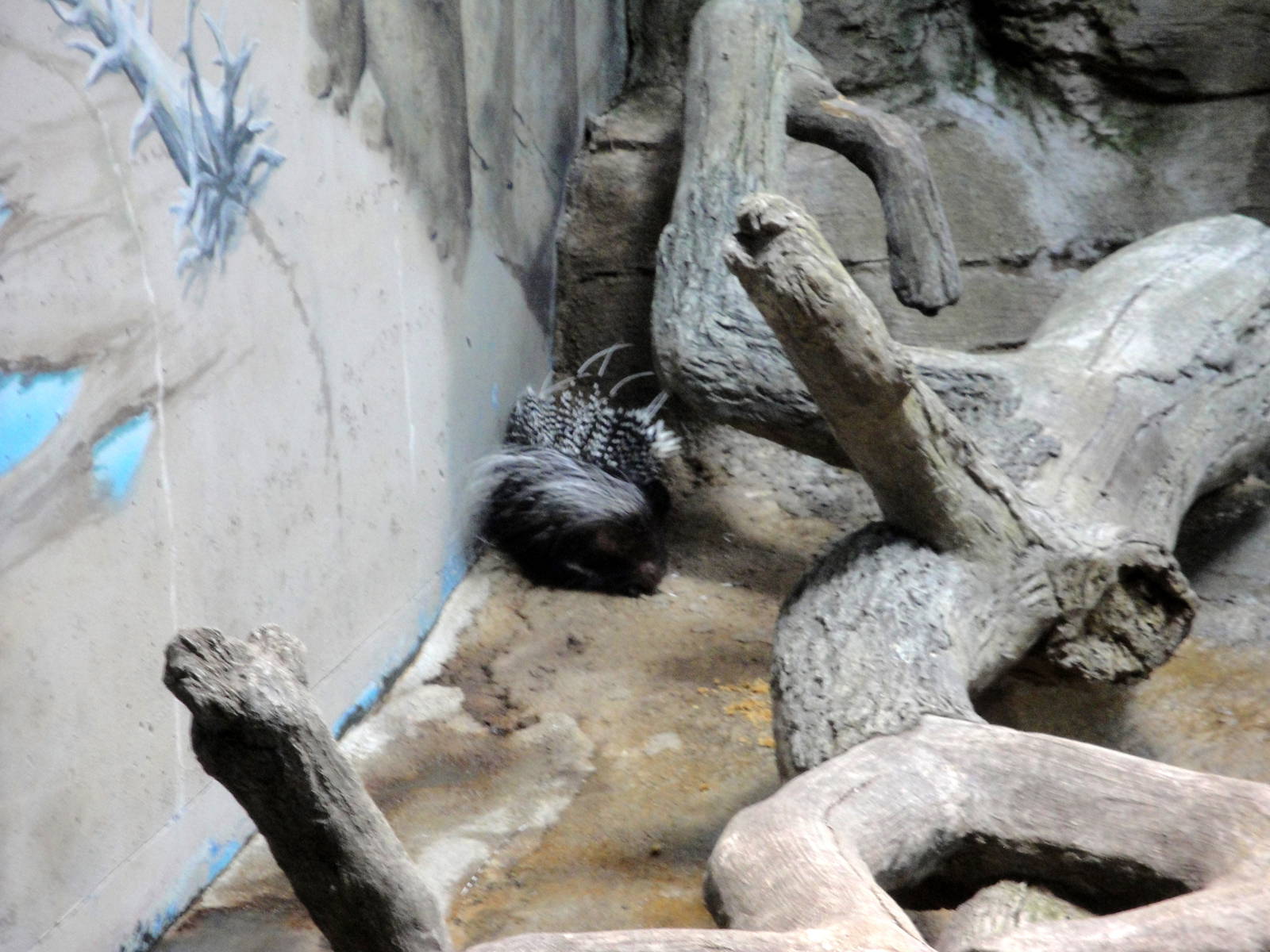 African Crested Porcupine