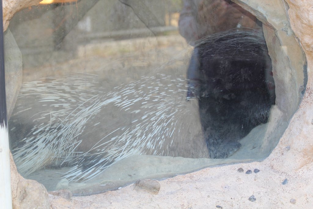 African Crested Porcupine