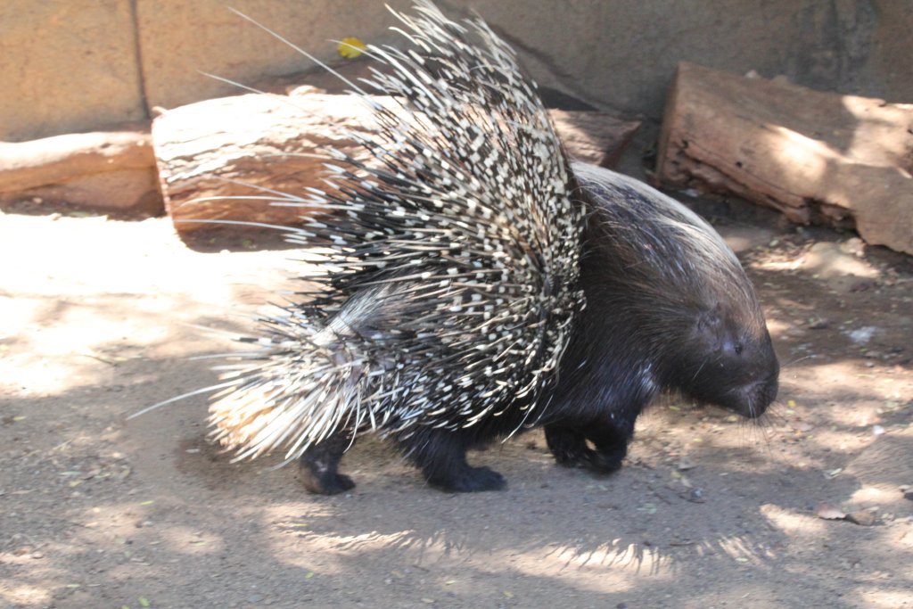 African Crested Porcupine