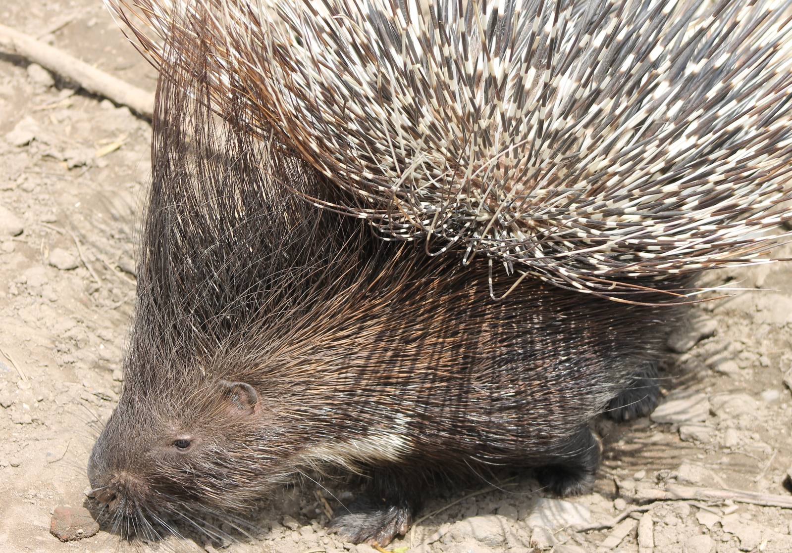 African crested porcupine