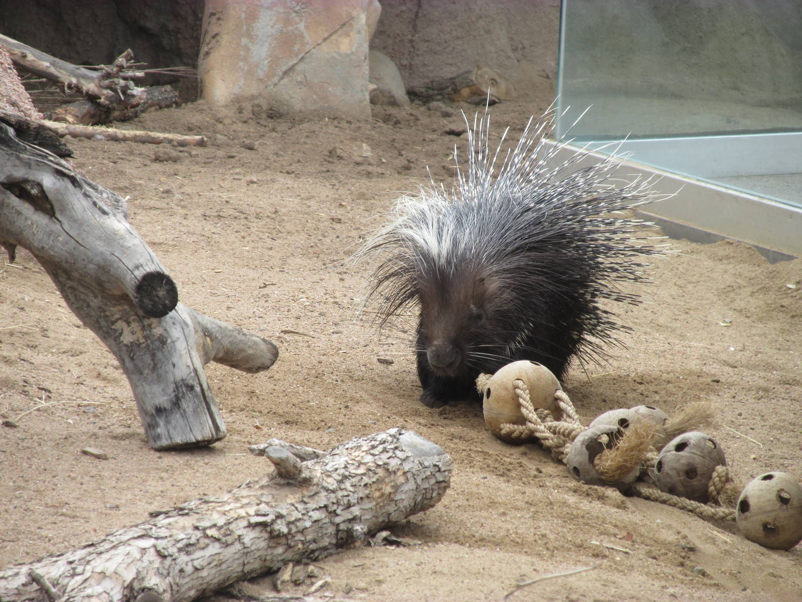 African Crested Porcupine