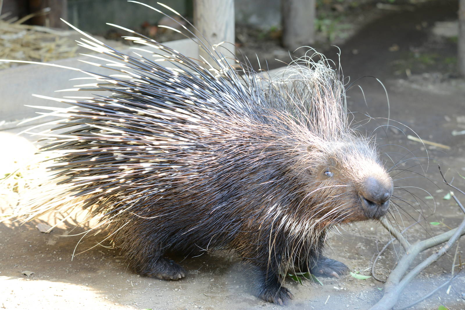 African crested porcupine