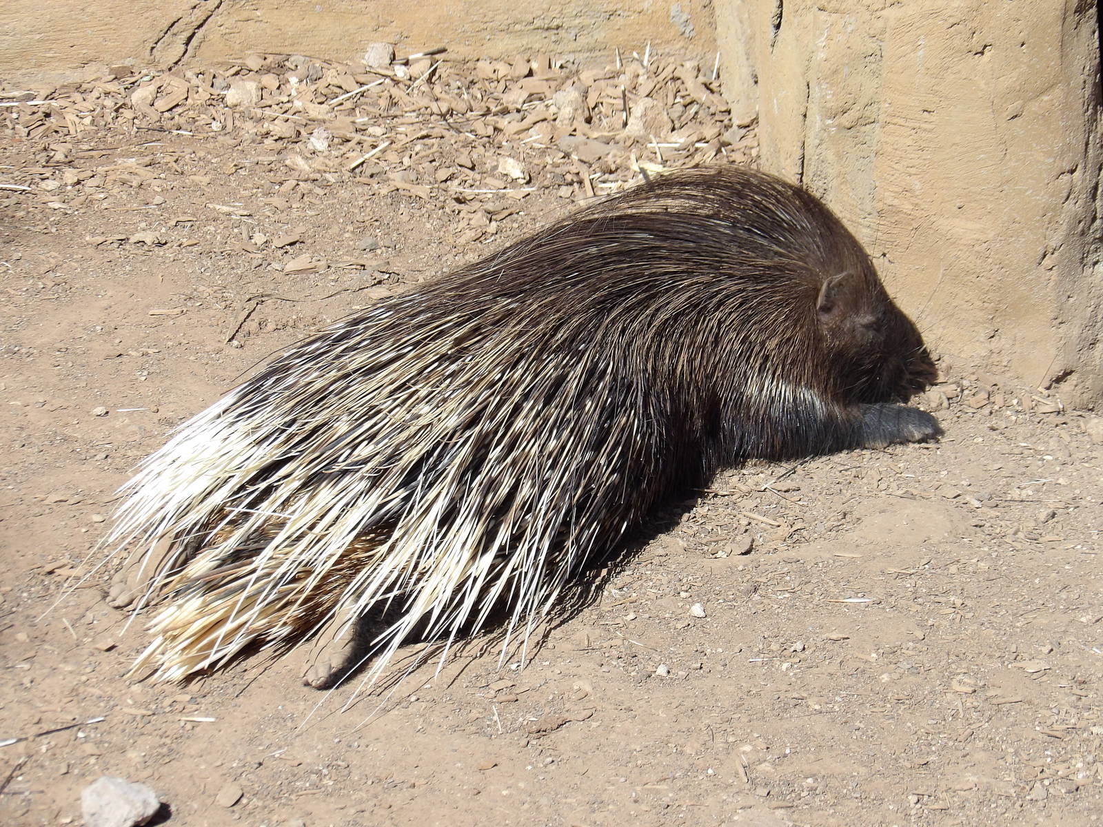 African crested porcupine