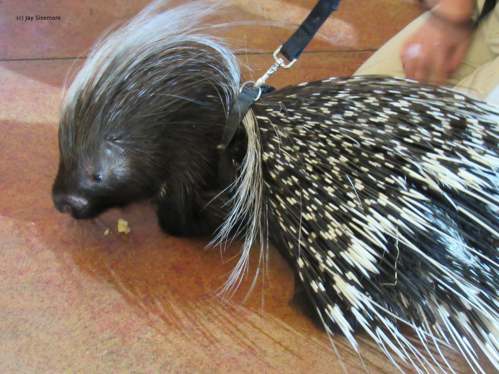 African Crested Porcupine