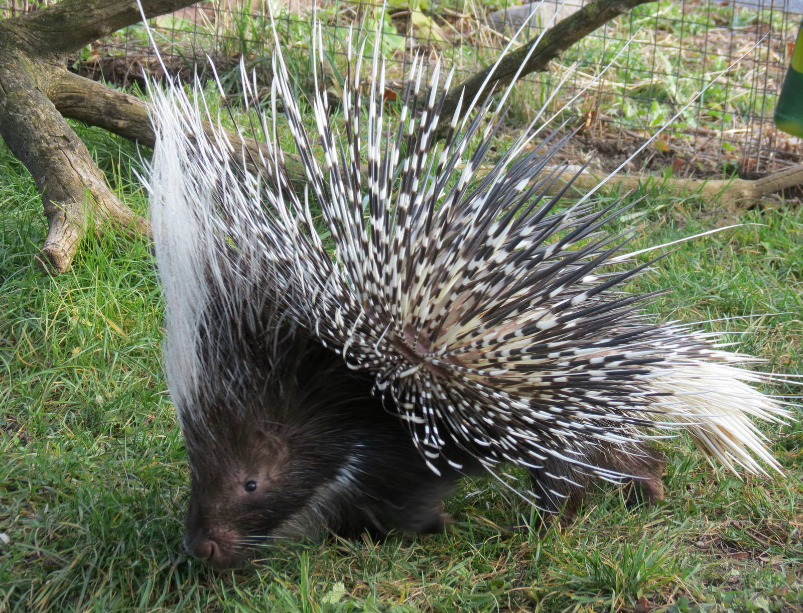 African Crested Porcupine.