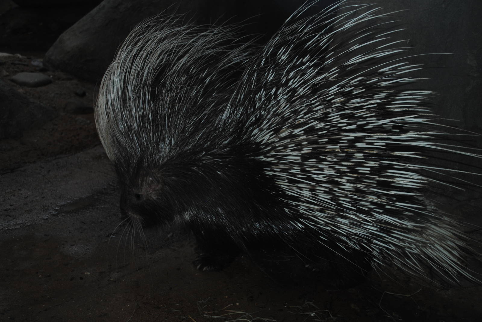 African Crested Porcupine