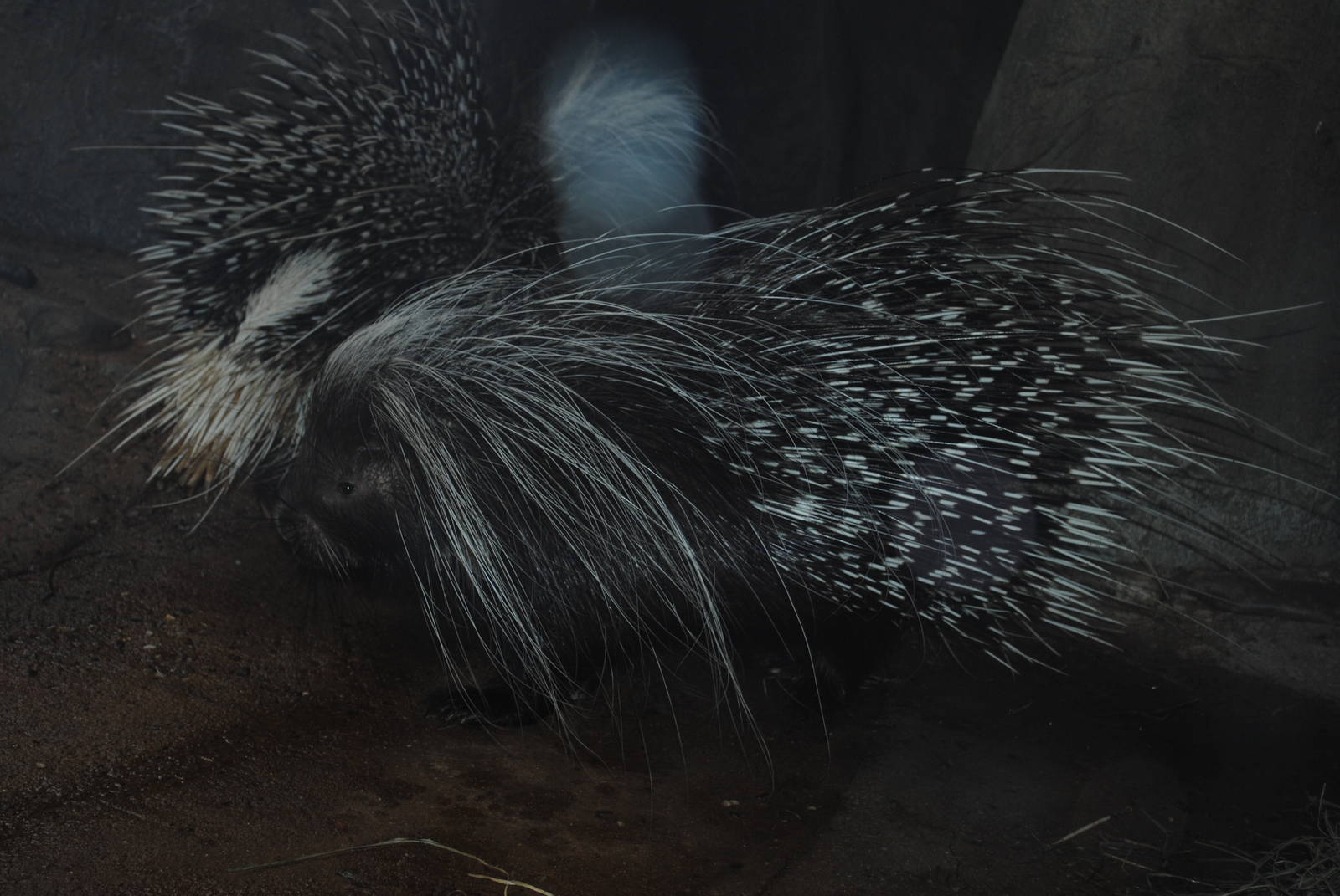 African Crested Porcupine