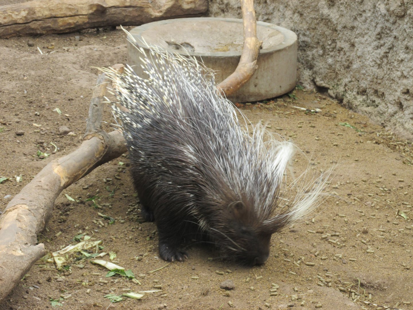 african crested porcupine