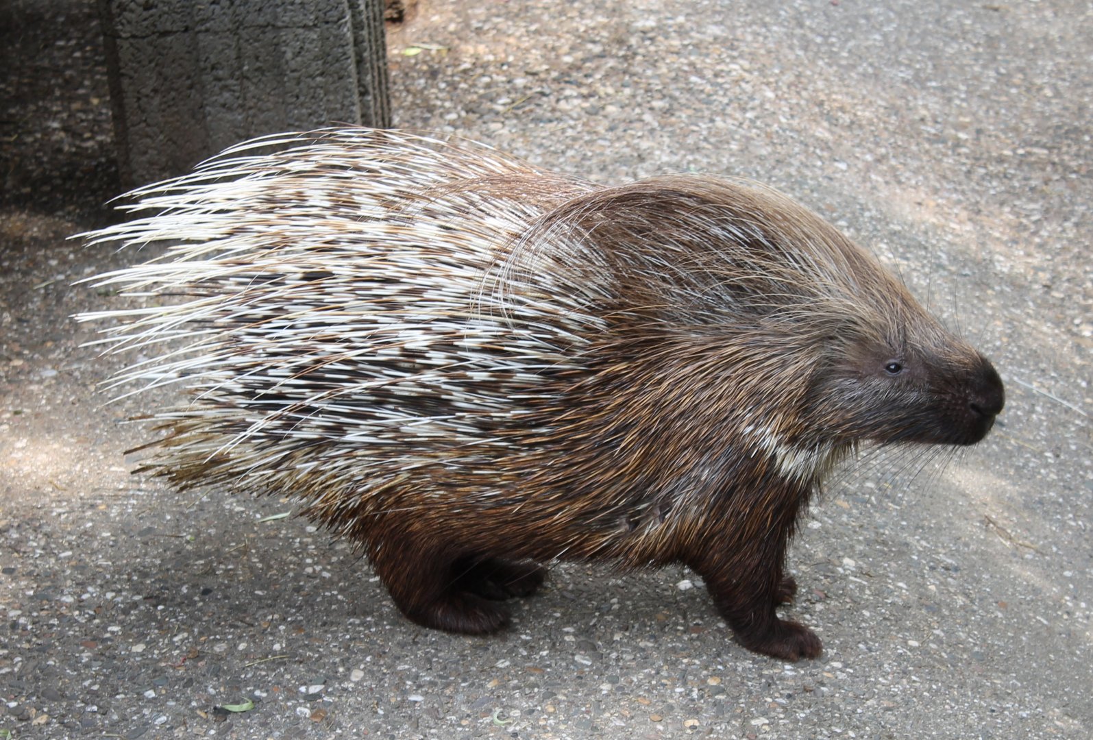 African crested porcupine
