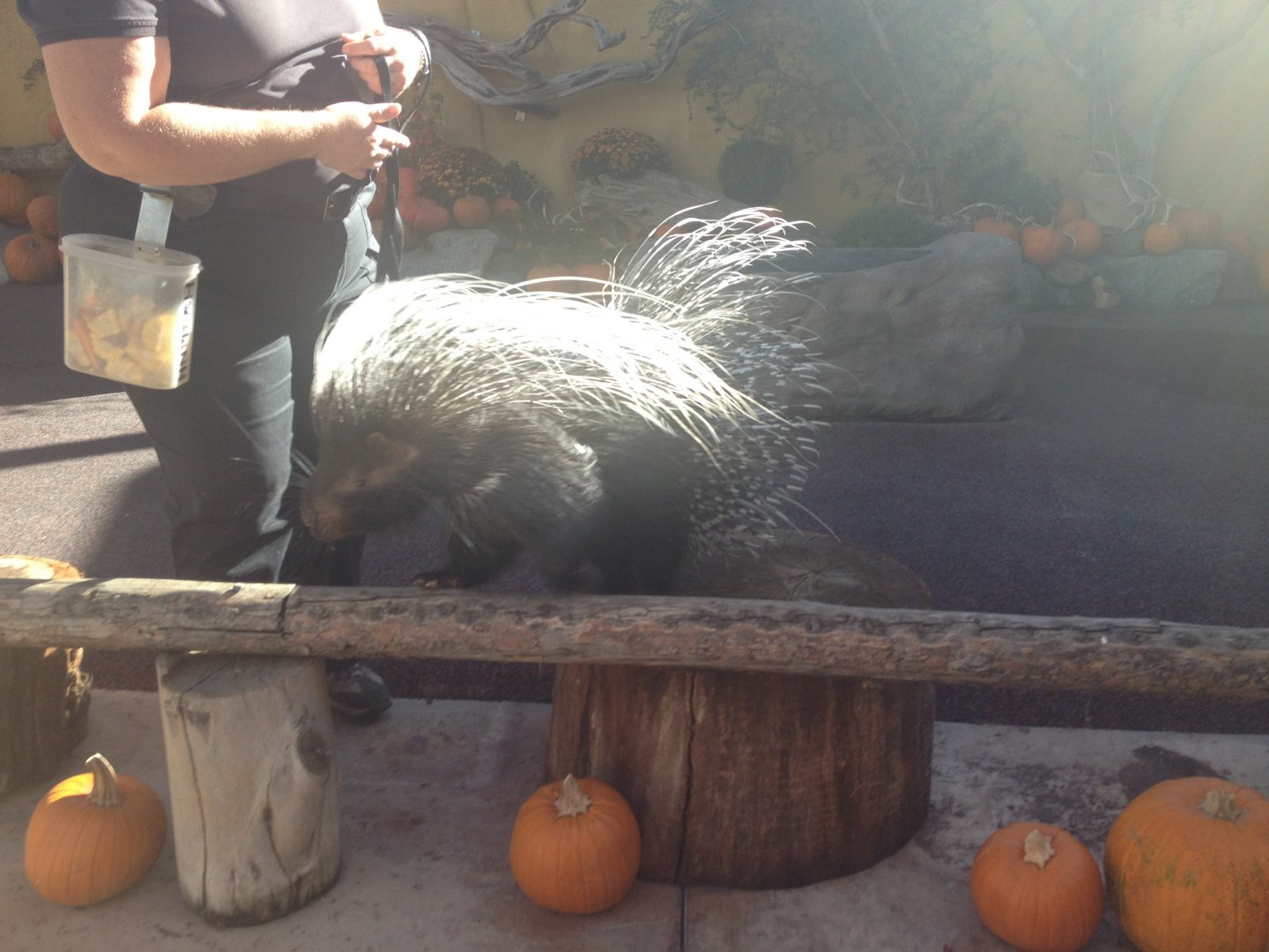 African Crested Porcupine