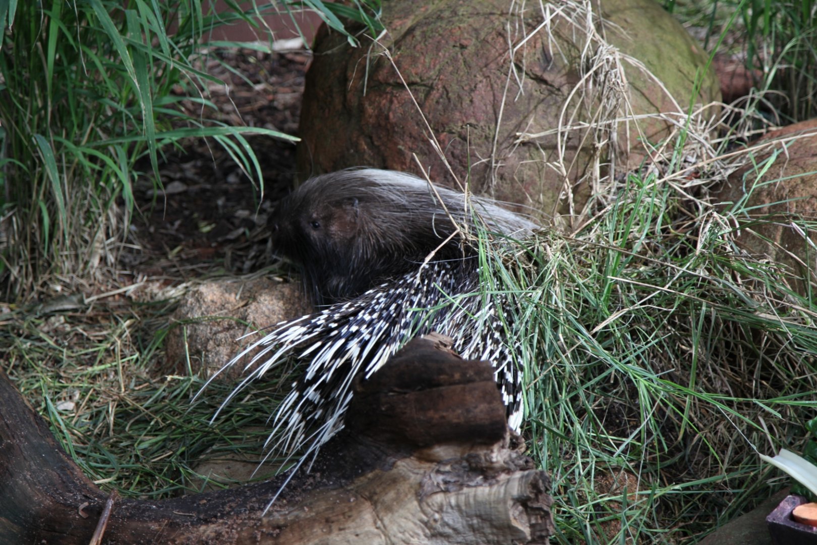 African Crested Porcupine