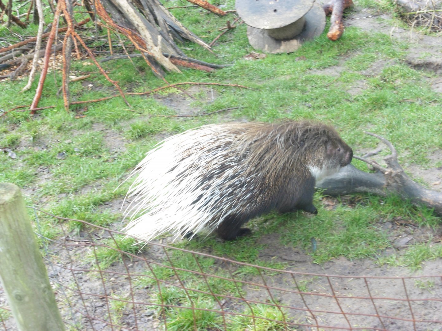 African Crested Porcupine