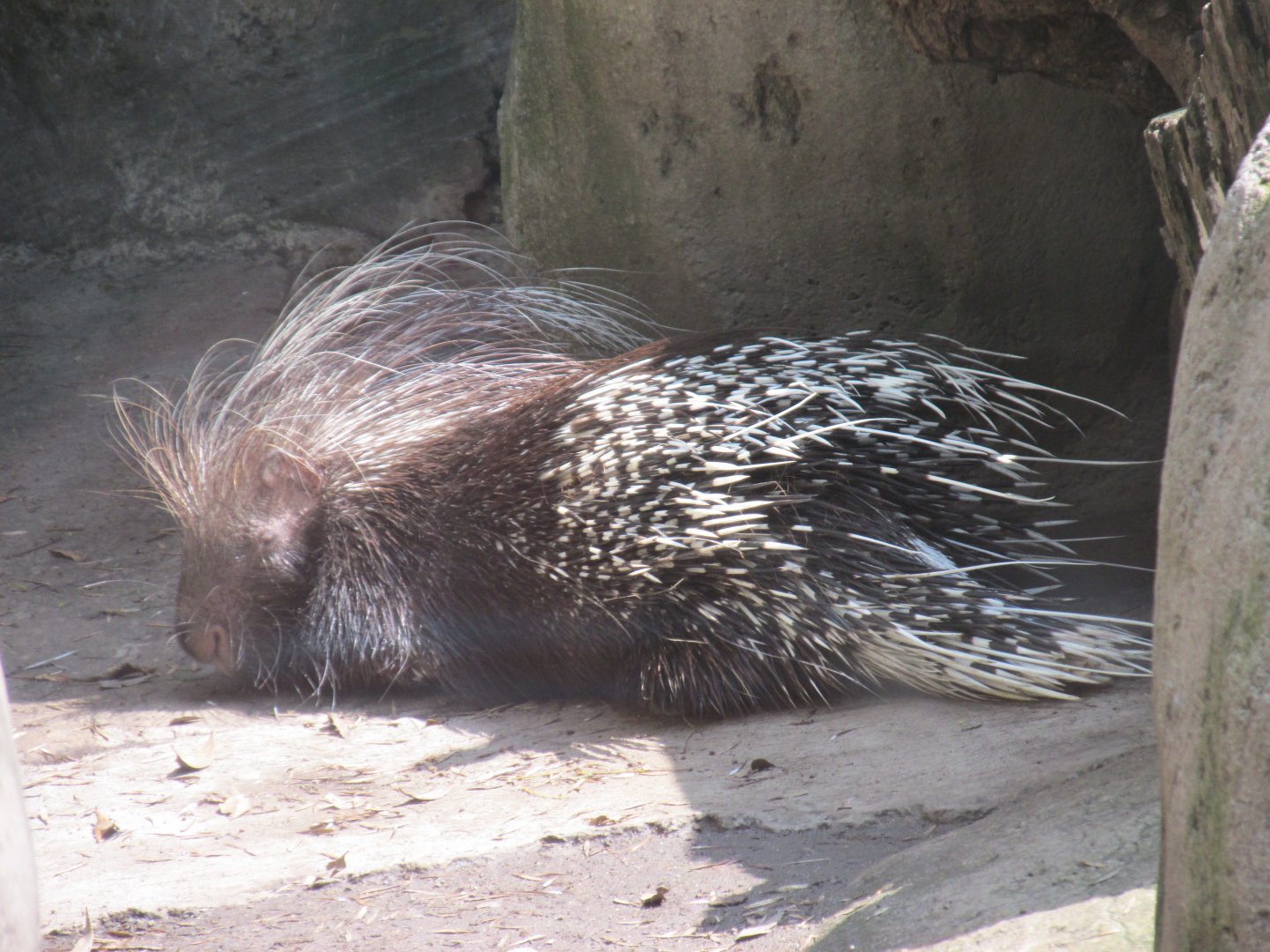 african crested porcupine