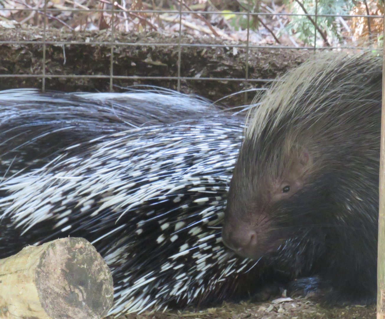 African crested porcupine