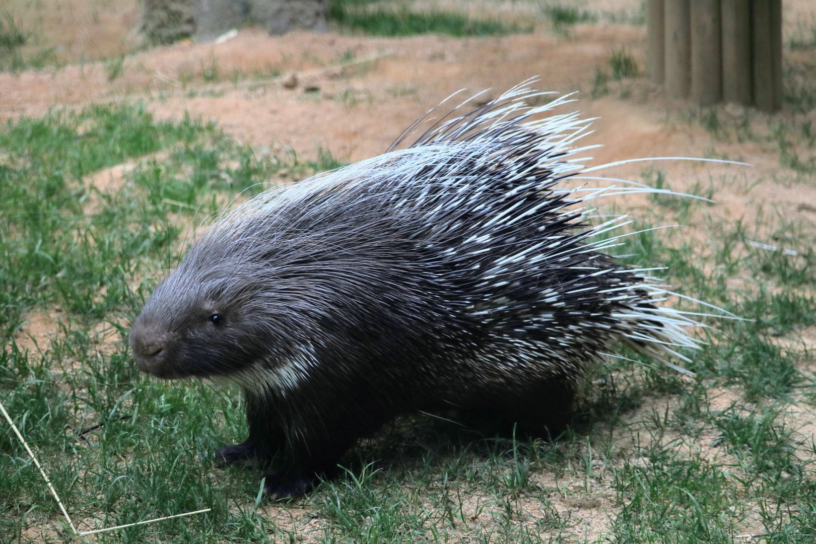 African Crested Porcupine