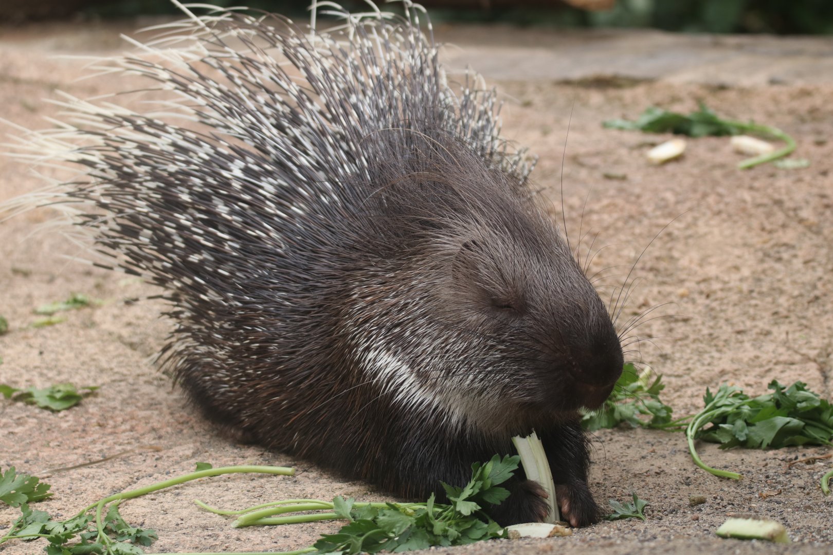 African crested porcupine