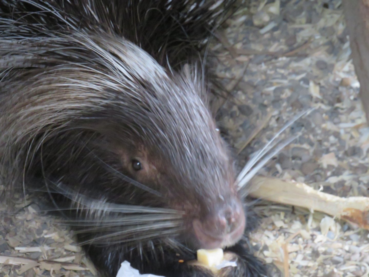 African crested porcupine