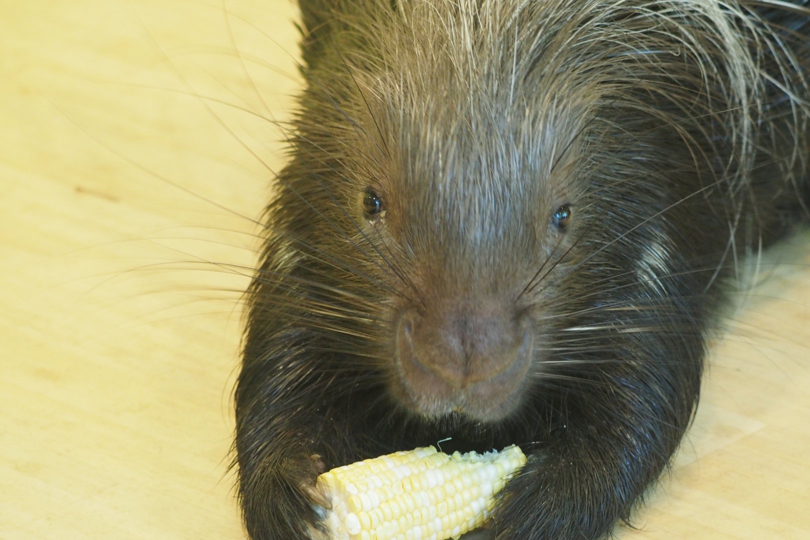 African crested porcupine