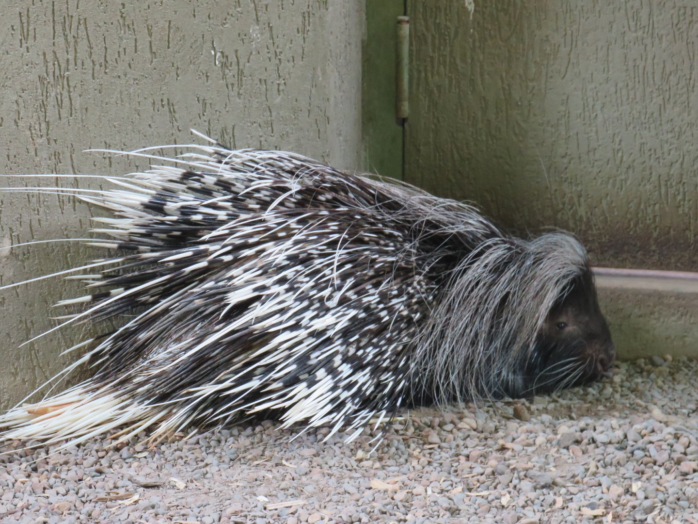African crested porcupine