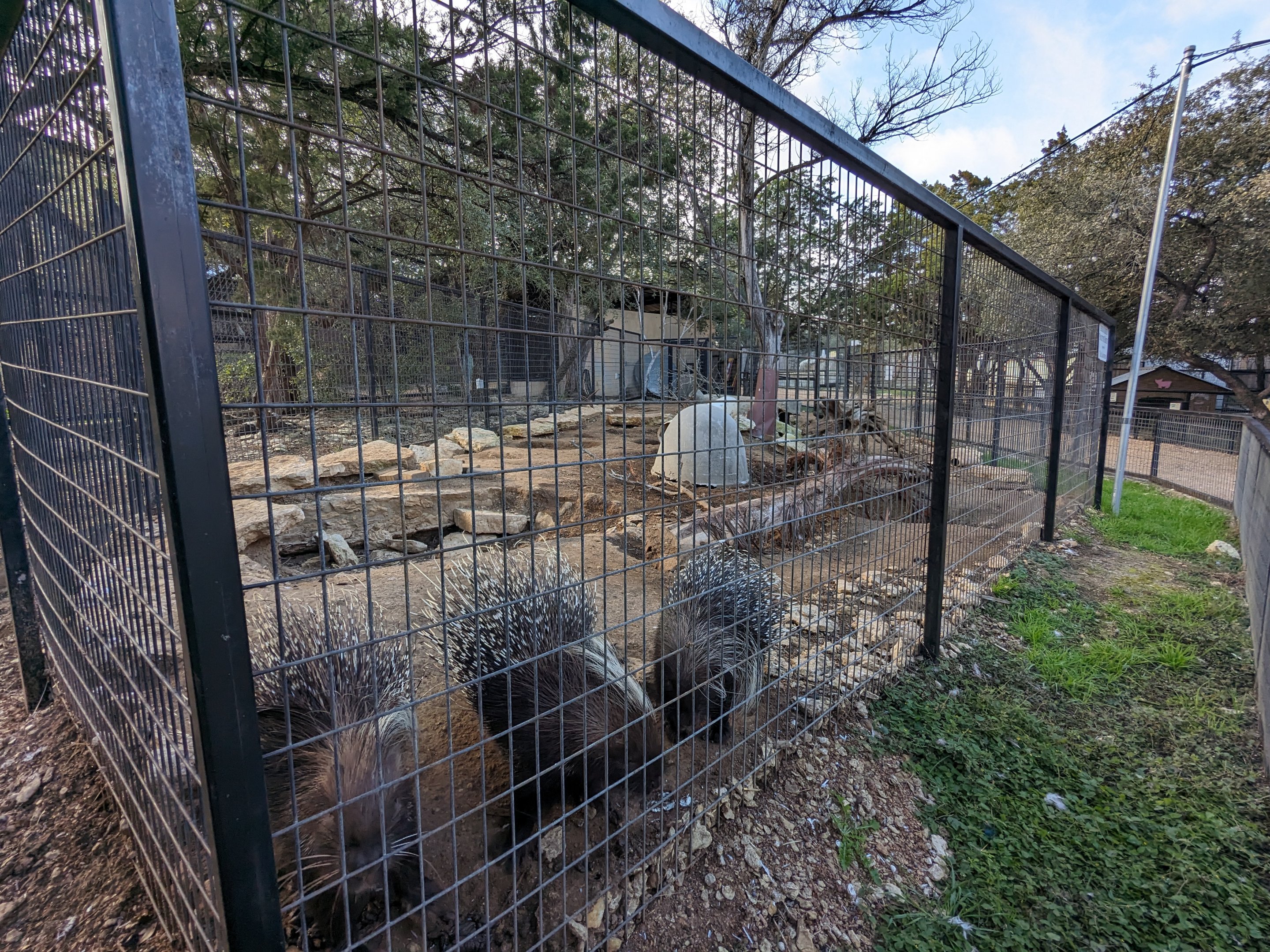 African Crested porcupine