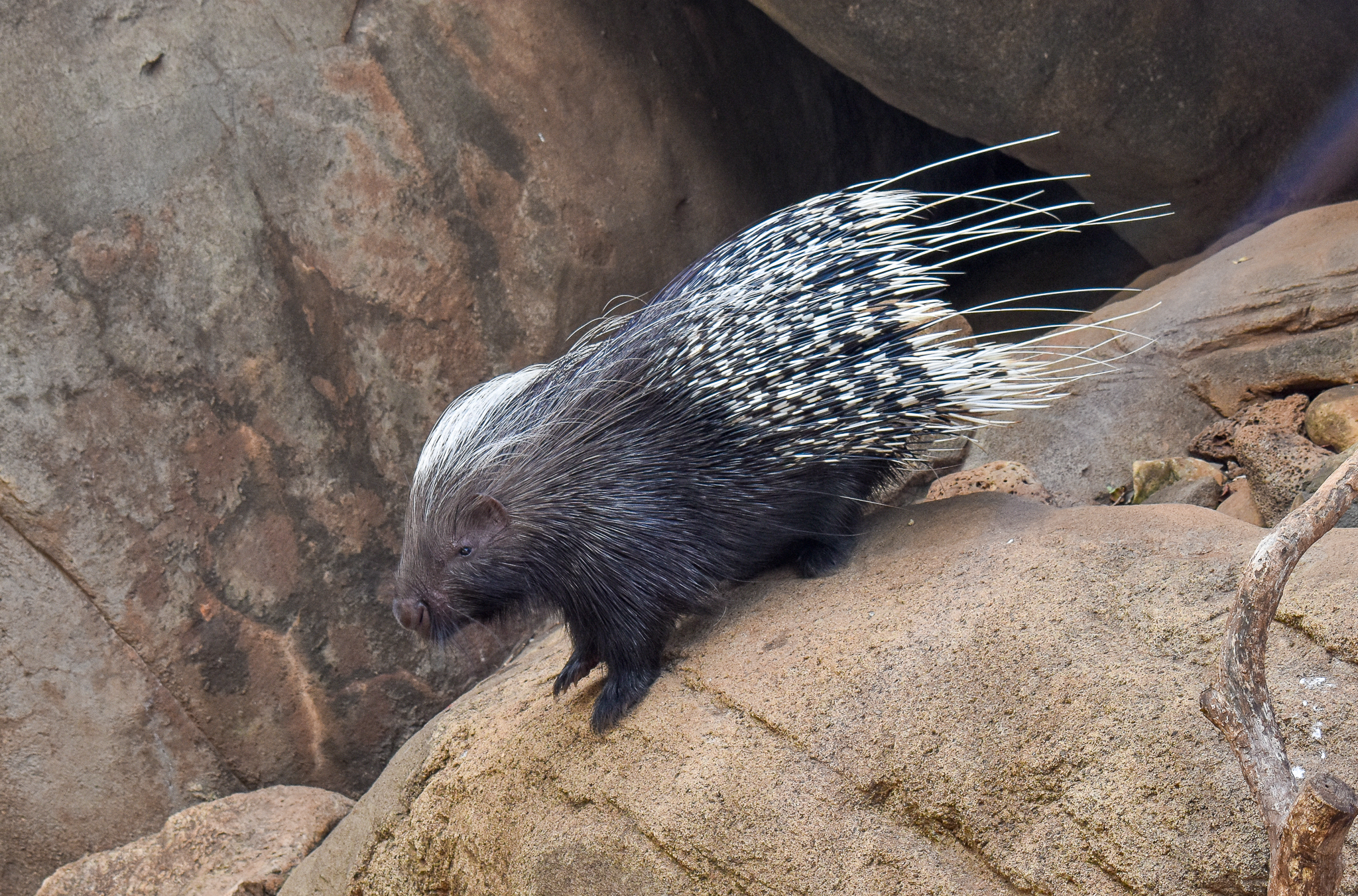 African Crested Porcupine